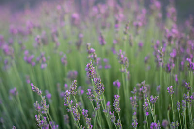 Close-up of purple flowering plants on field