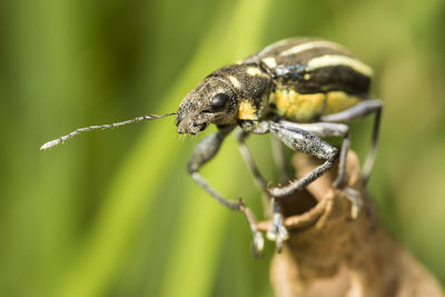 Close-up of insect on leaf