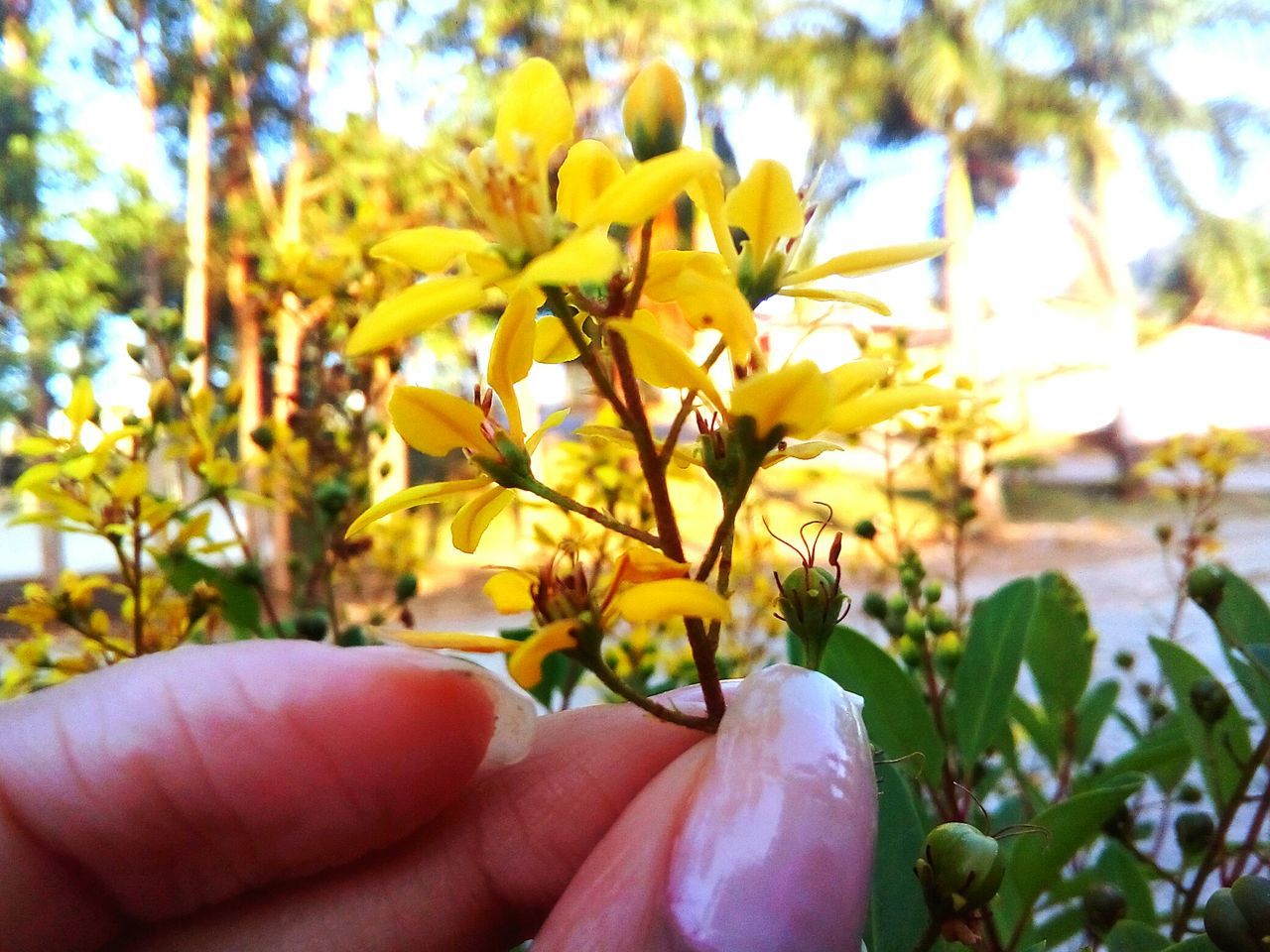 CLOSE-UP OF HAND HOLDING YELLOW FLOWER AGAINST TREE