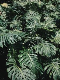 Full frame shot of plants