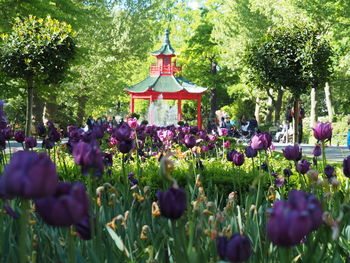 Purple flowering plants in park