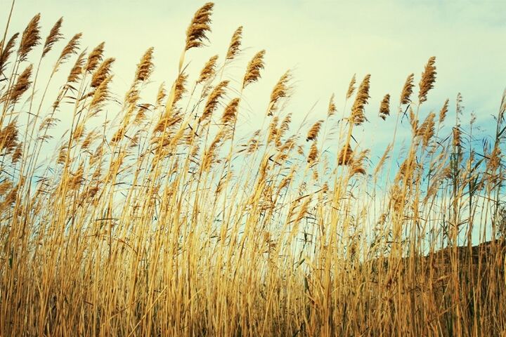 growth, tranquility, crop, field, agriculture, nature, cereal plant, rural scene, sky, grass, wheat, farm, tranquil scene, plant, beauty in nature, growing, landscape, scenics, day, clear sky