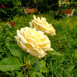 Close-up of yellow rose blooming in park