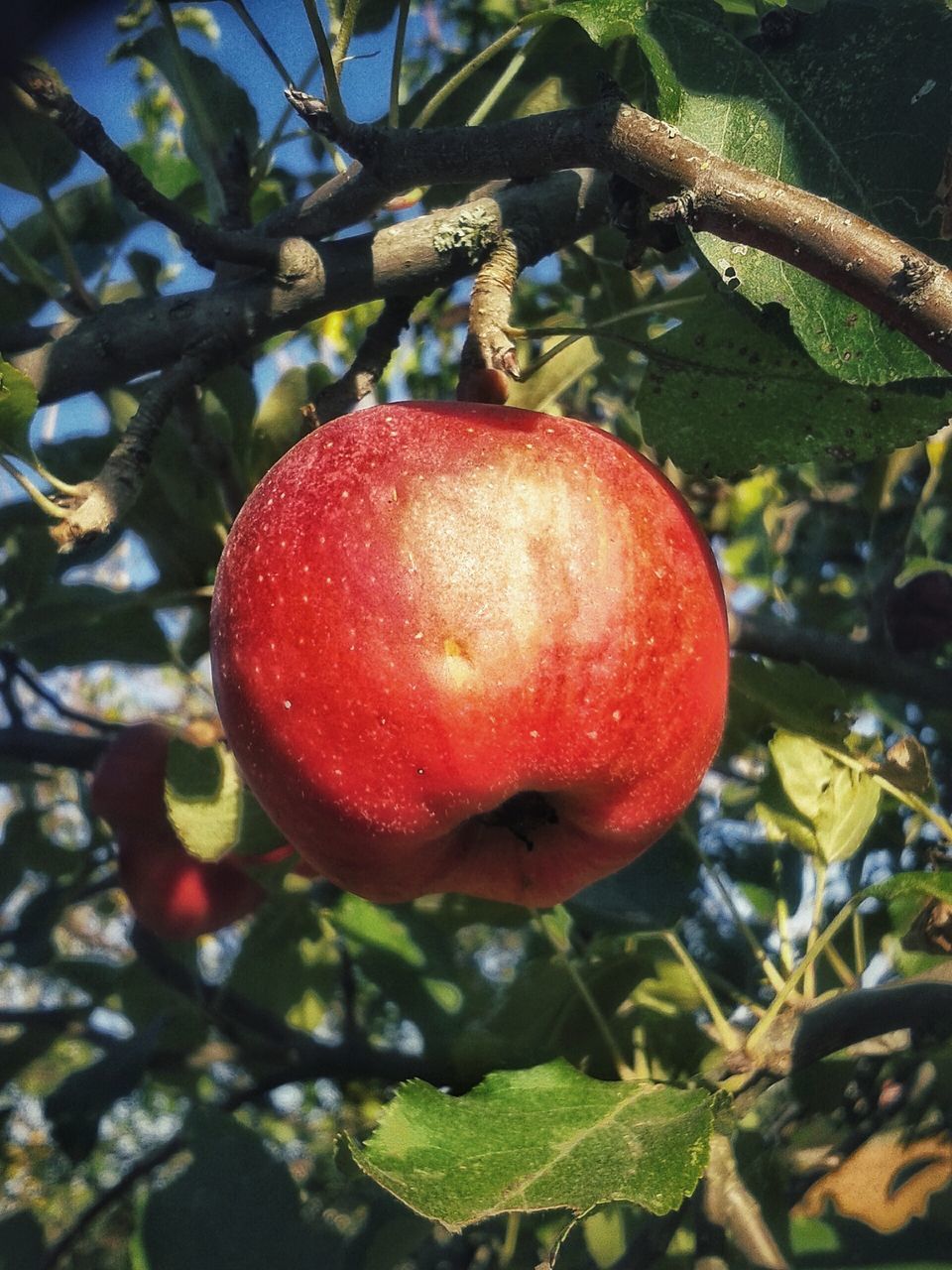 CLOSE-UP OF APPLE ON BRANCH