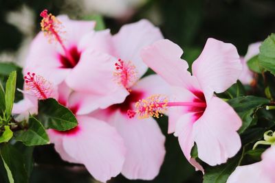 Close-up of pink flowers