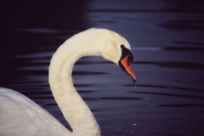 Close-up of swan swimming in lake