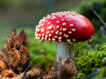 Close-up of fly agaric mushroom on field