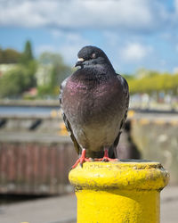 Close-up of pigeon perching on metal