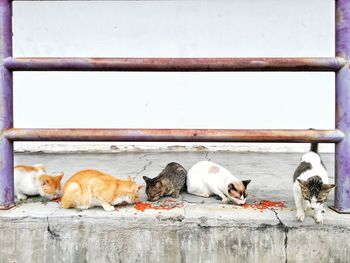 Cats eating food on retaining wall