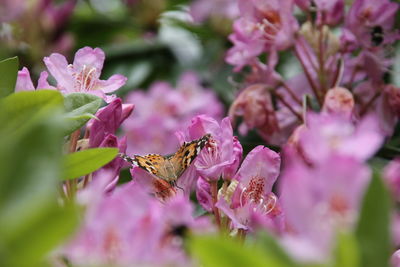 Close-up of butterfly pollinating on pink flower