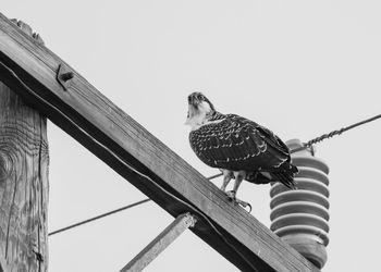 Low angle view of bird perching on wood against sky