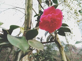 Low angle view of pink flower tree against sky