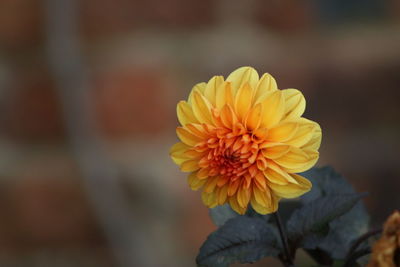 Close-up of yellow flower