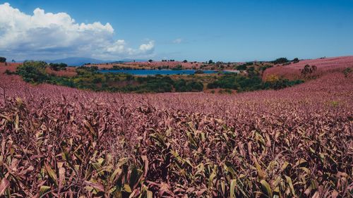 Scenic view of agricultural field against sky