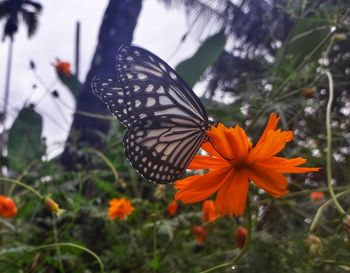 Close-up of butterfly on orange flower