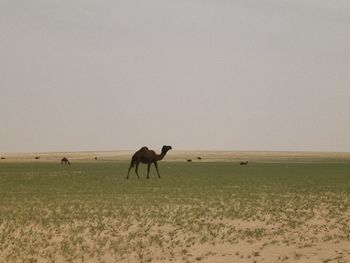 Horses in a field