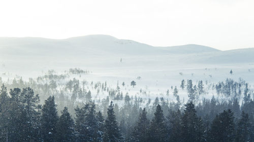 Pine trees in forest against sky during winter