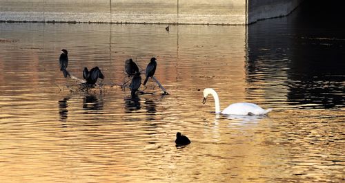 Swans swimming in lake