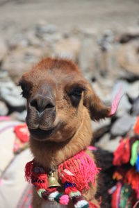 Close-up of lama