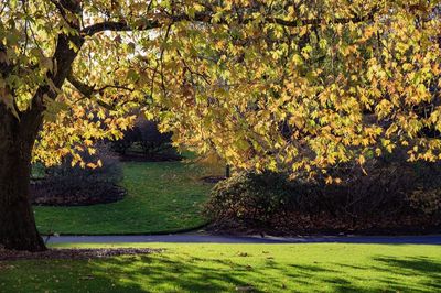 View of trees on landscape