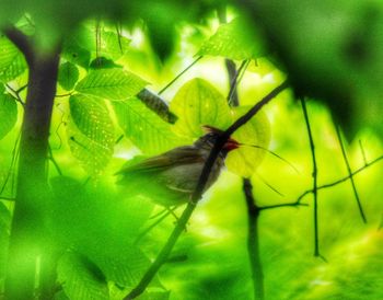 Close-up of insect on leaf