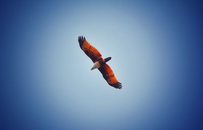 Low angle view of bird flying against clear sky