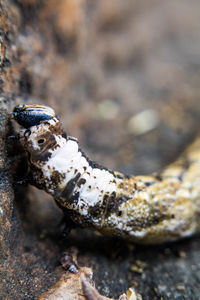 Close-up of lizard