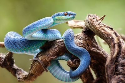 Blue insularis snake tree pit viper 