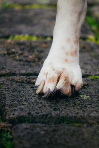 Close-up of a dog