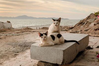 Portrait of cats on stone