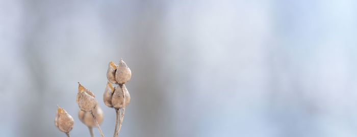 Close-up of dried plant