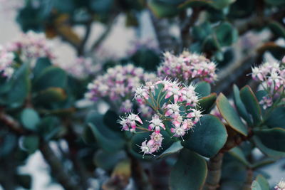 Close-up of pink flowering plants