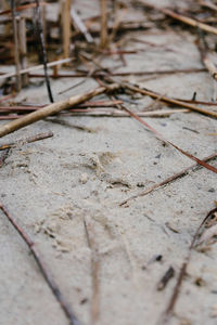 Surface level of dry leaves on footpath