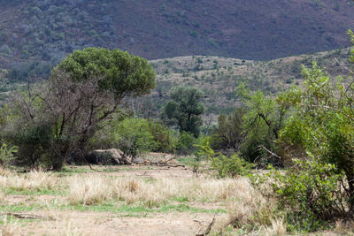 Scenic view of forest