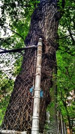 Low angle view of bamboo trees in forest