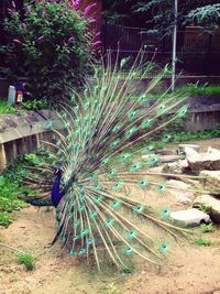 peacock