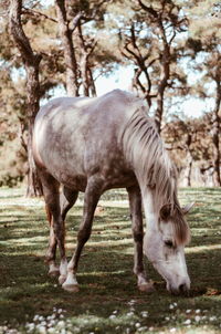 Horse standing in a field