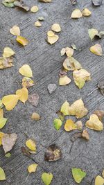 High angle view of dry leaves on footpath