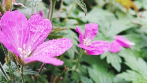 Close-up of pink flowers