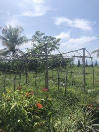 Plants and trees on field against sky