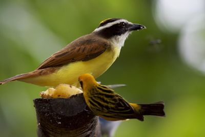 Close-up of bird perching on a plant