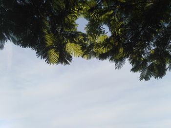 Low angle view of palm tree against sky