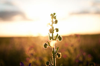 Close-up of yellow flowering plant on field