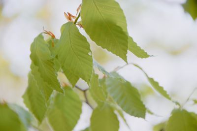 Close-up of fresh green leaves on plant