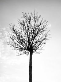 Low angle view of tree against sky