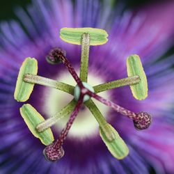 Close-up of purple flowering plant on table