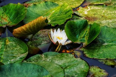 High angle view of water lily leaves in lake