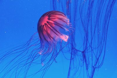 Close-up of jellyfish swimming in sea