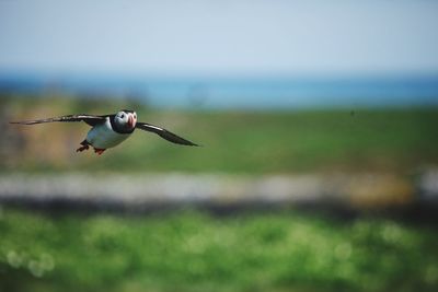 Bird flying in the sky