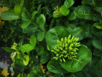 High angle view of flowering plant